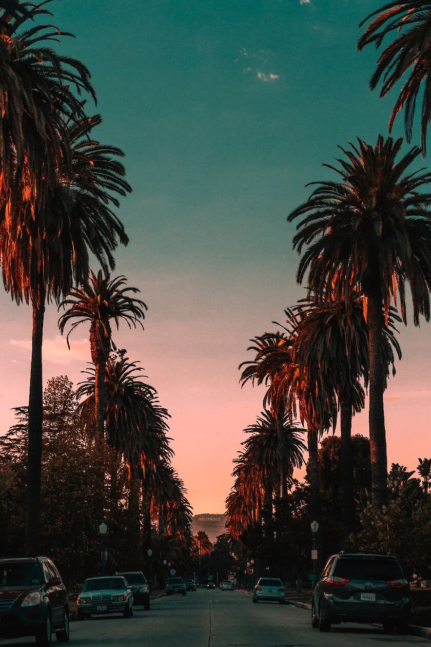 Kalifornische Palmen im Sonnenuntergang