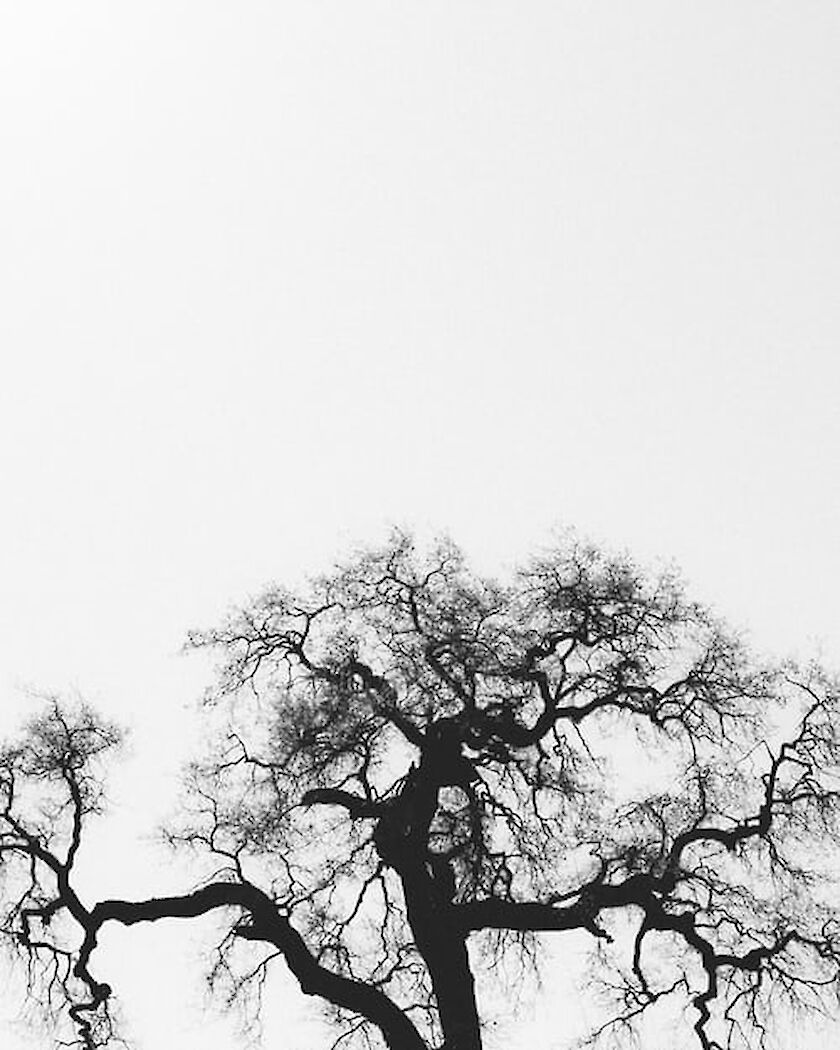 dunkler kahler Baum vor grauem Himmel