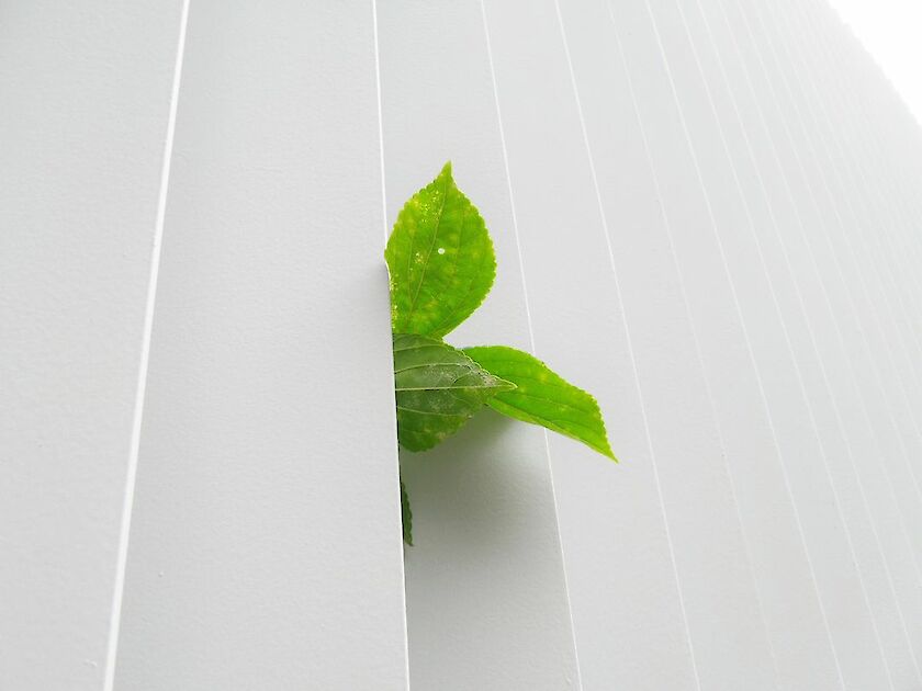 kleine grüne Pflanze schaut hinter weißer Wand vor