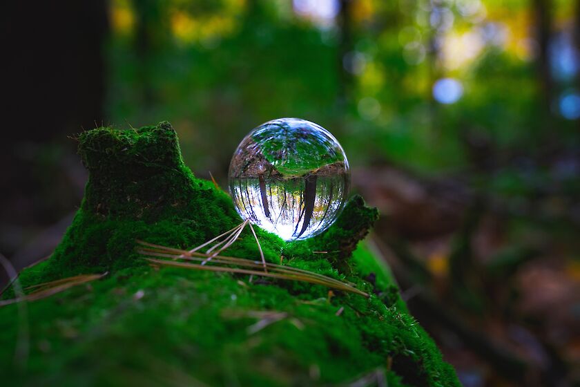 Glaskugel die den Wald um sie herum spiegelt